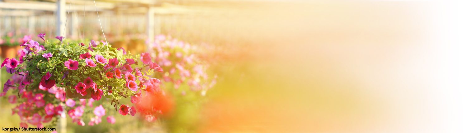 Blumen, bunt, Topf, Petunien, Gärtnerei, Pflanzen, Topfpflanzen